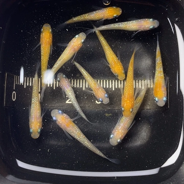 青鳉鱼王华10➕2，10号，满15包邮，可叠单