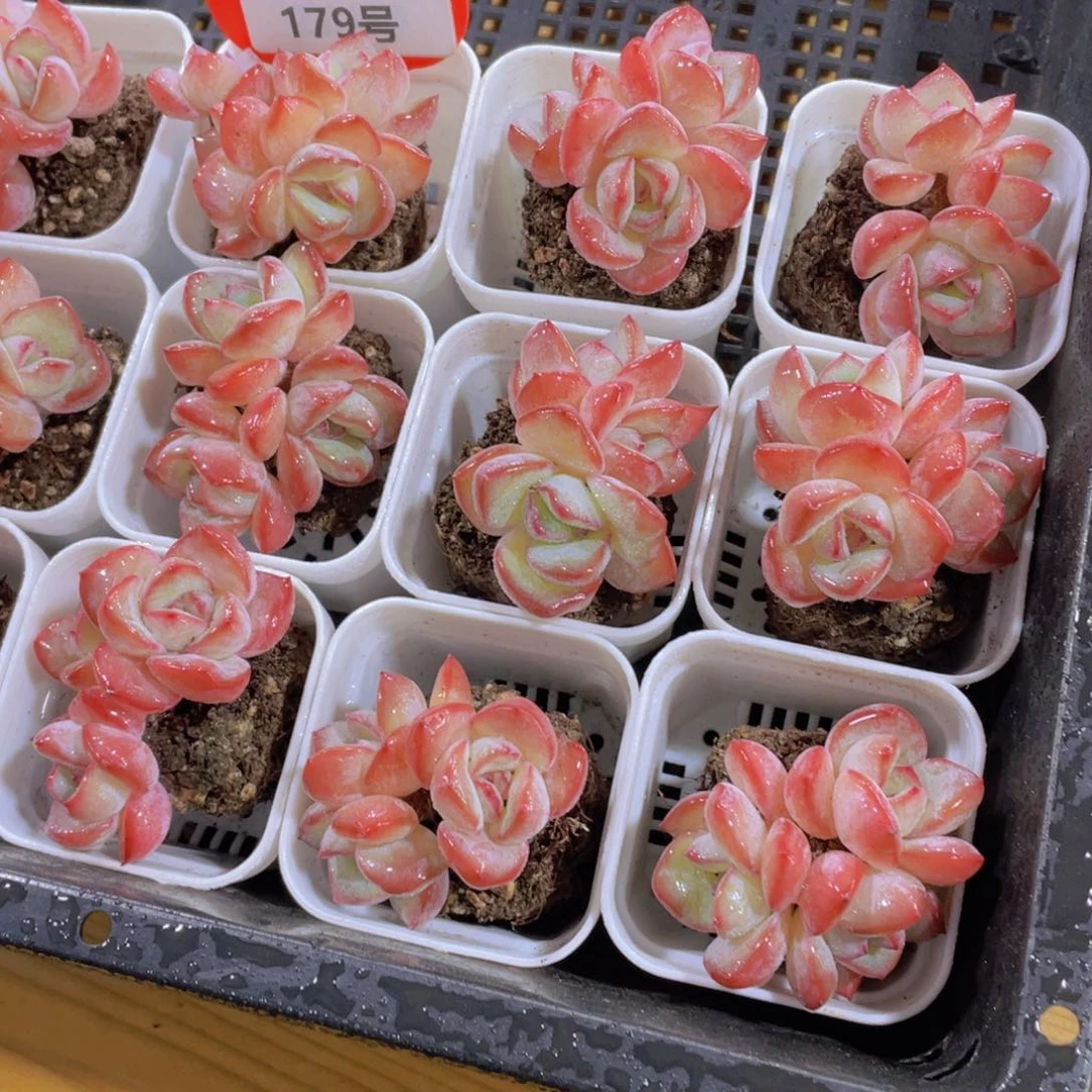 179号 老桩草莓泡芙多头群一颗