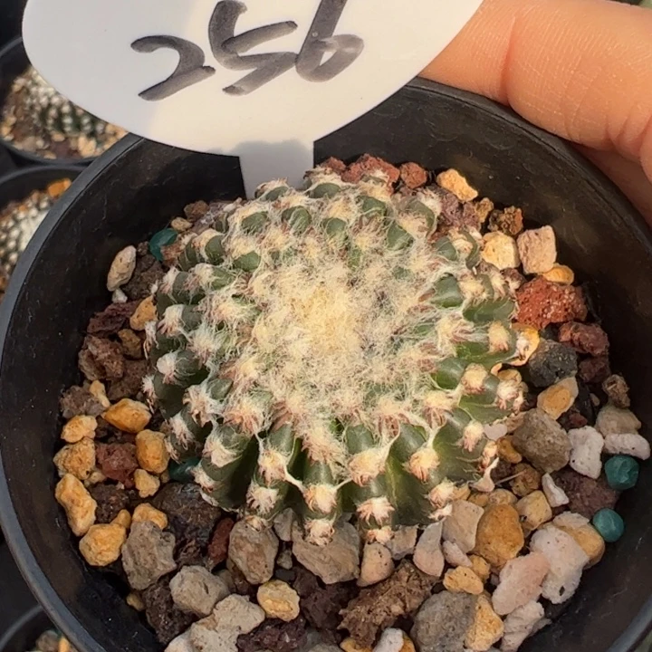 实生奇特球仙人球