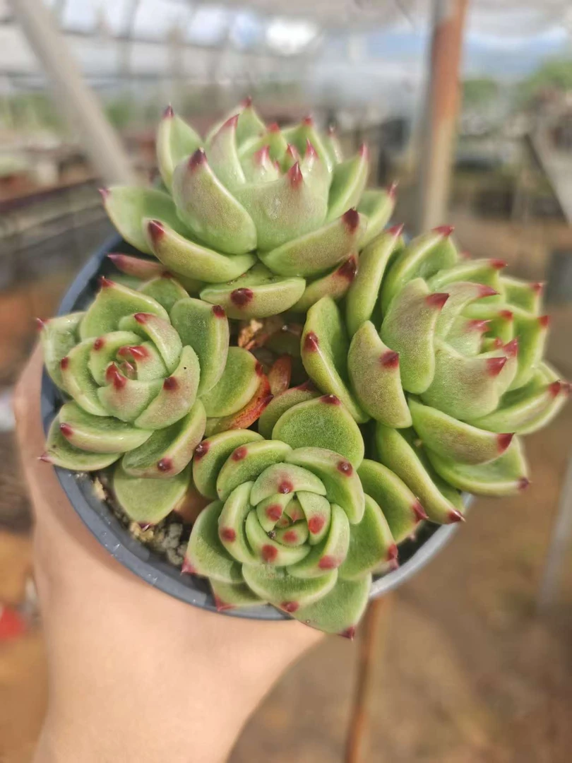 群生蓝龙    11多肉
