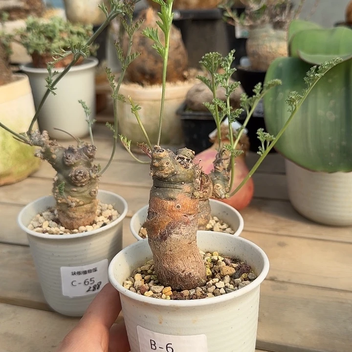 6帕威洋葵块根植物