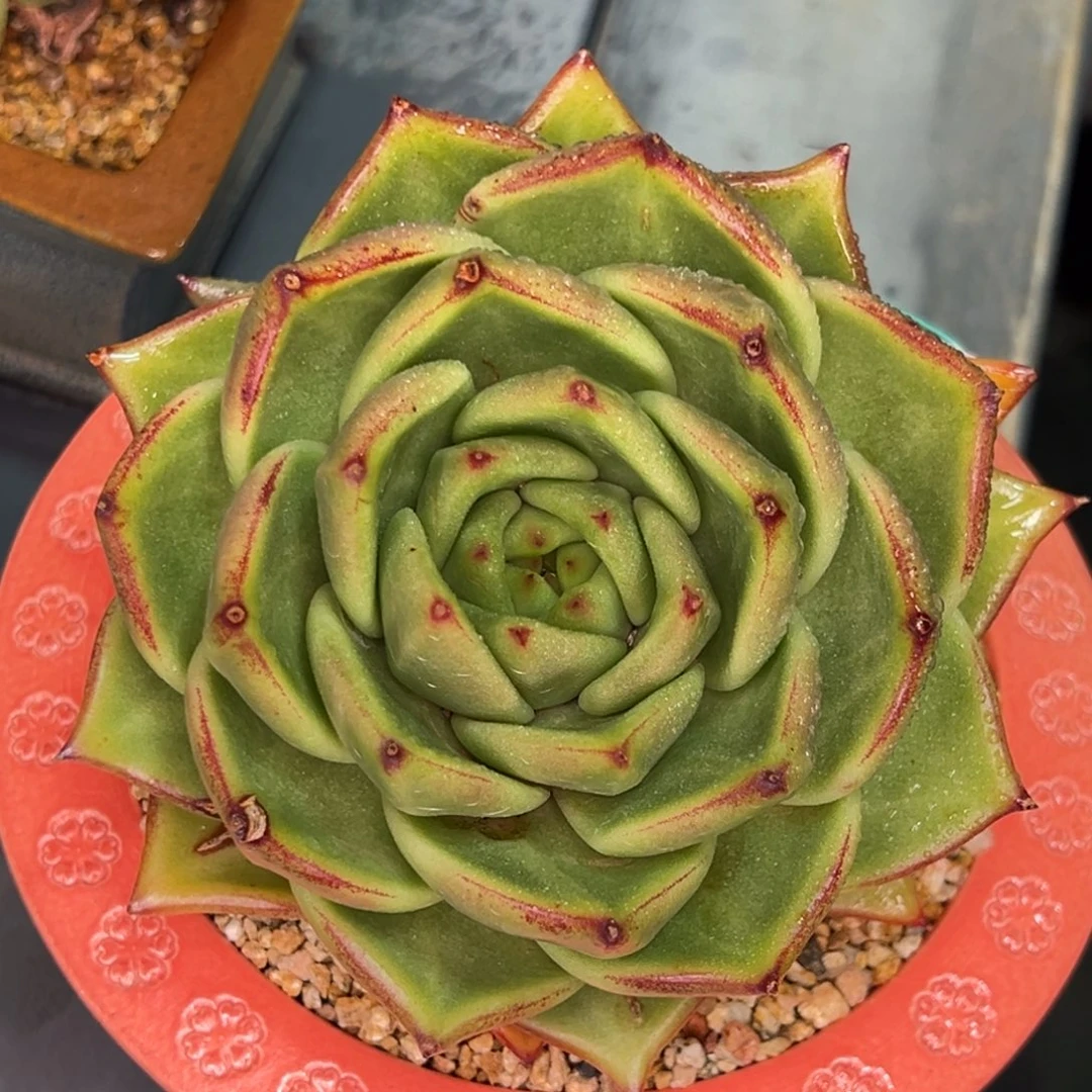 从前慢多肉精选编号0617.124