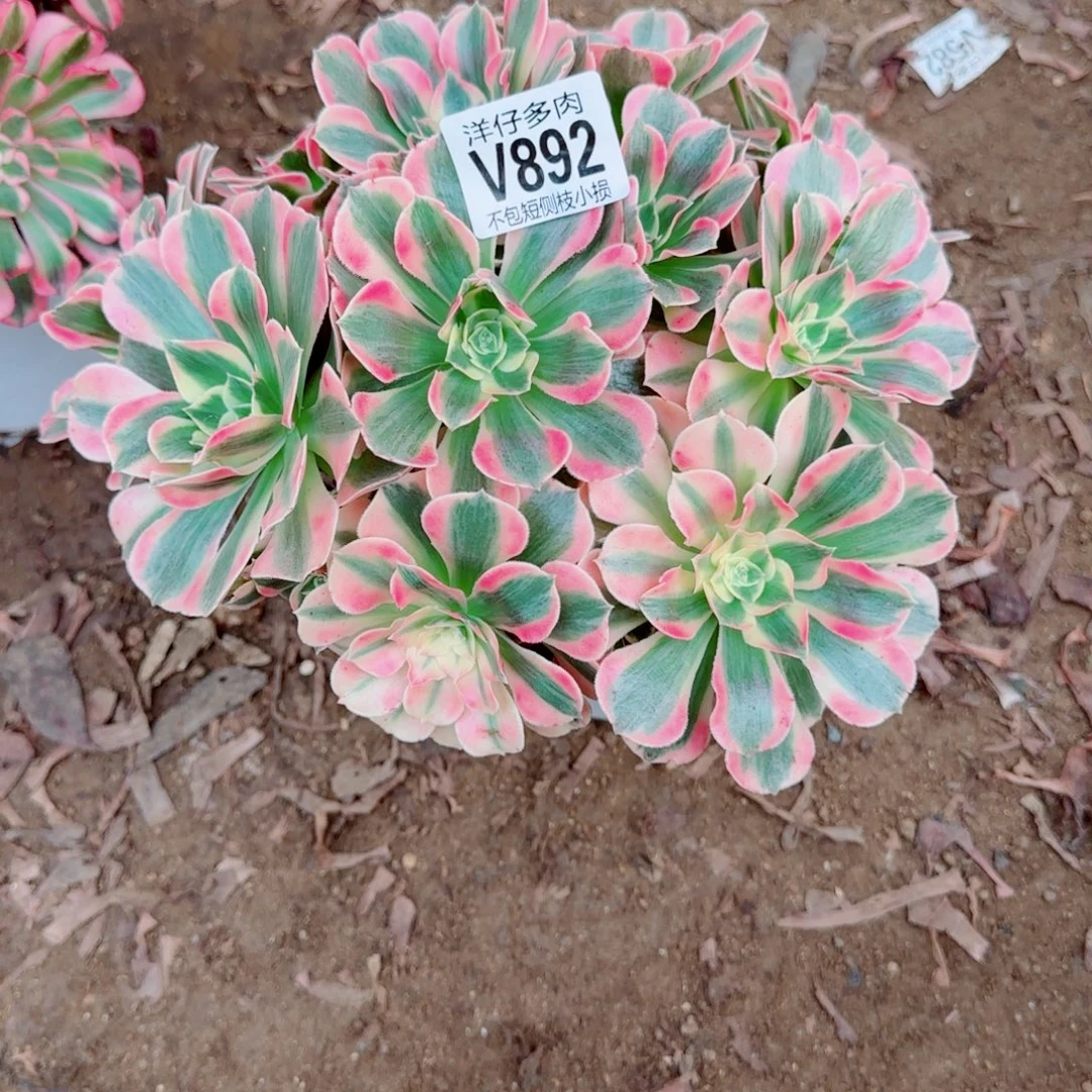 粉女巫法师892冠幅25