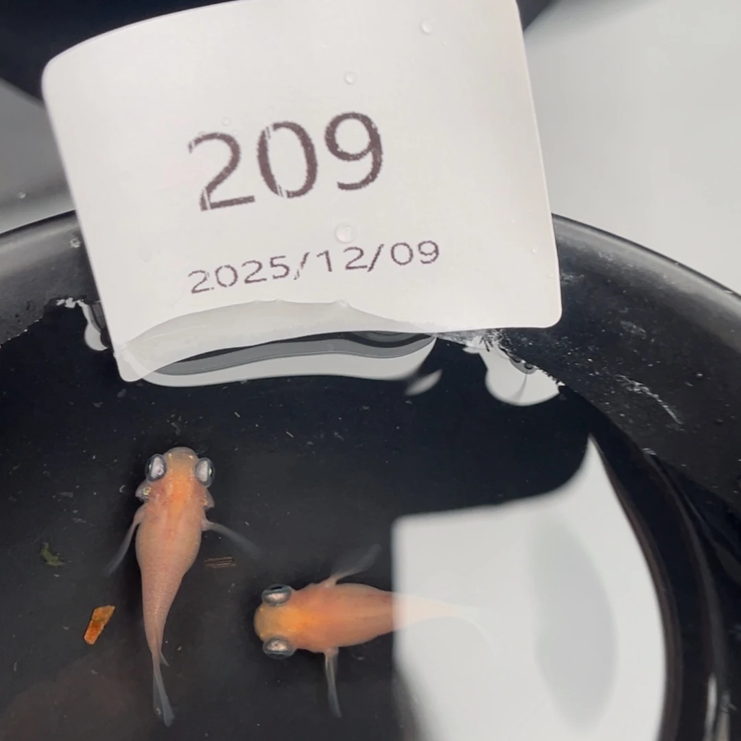 青鳉鱼209白出目球一对