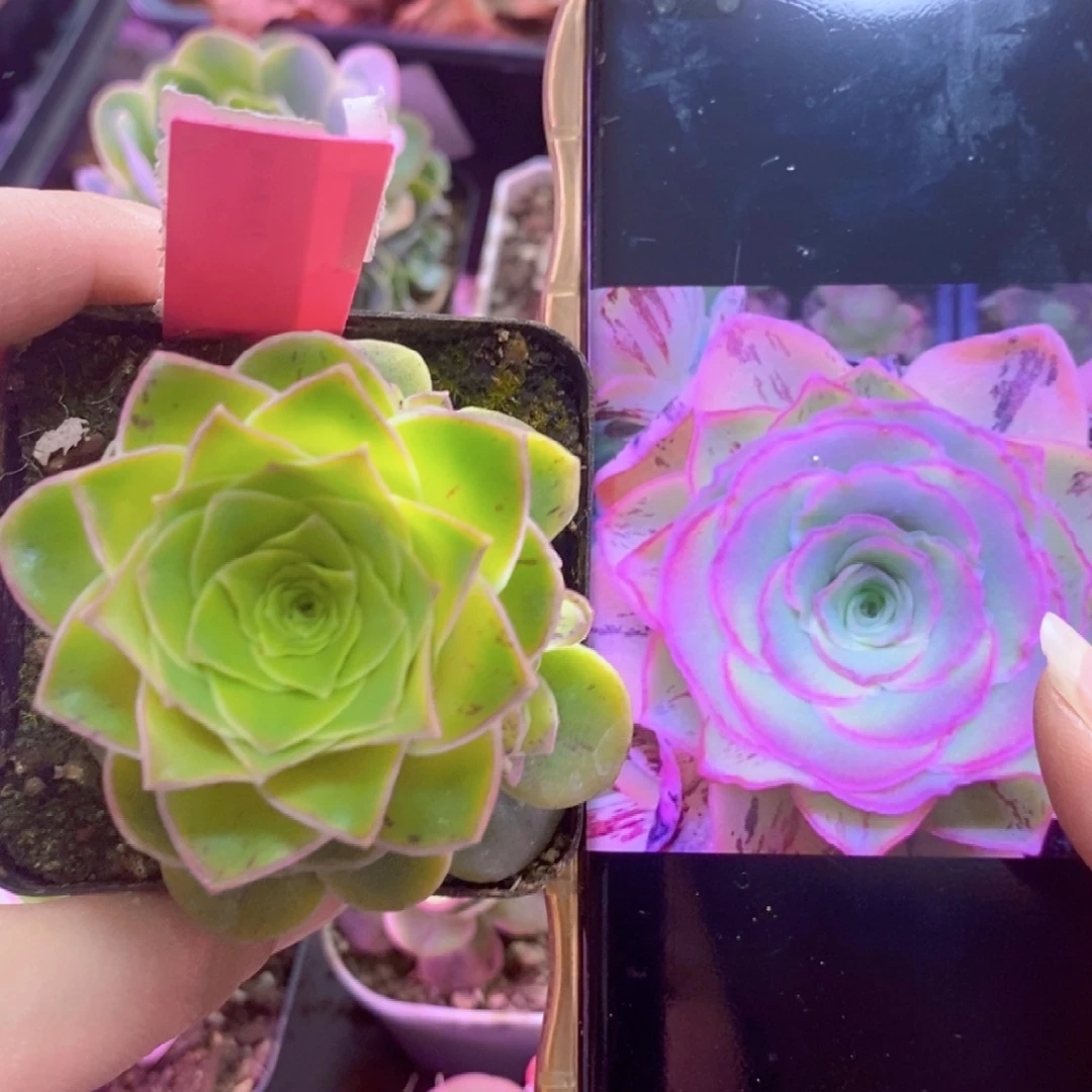 山地玫瑰一物一拍006天使之翼满仔