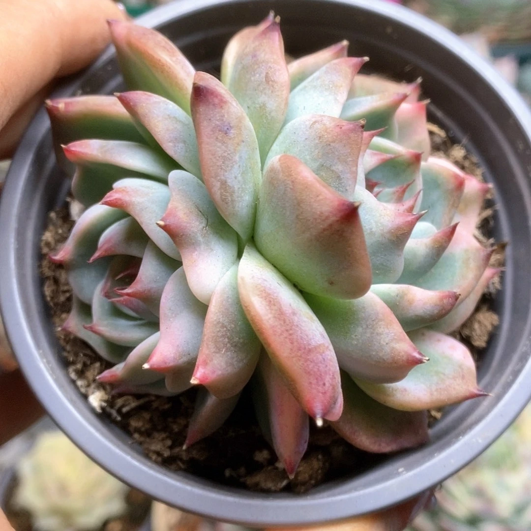 171锦锦锦锦锦锦锦锦