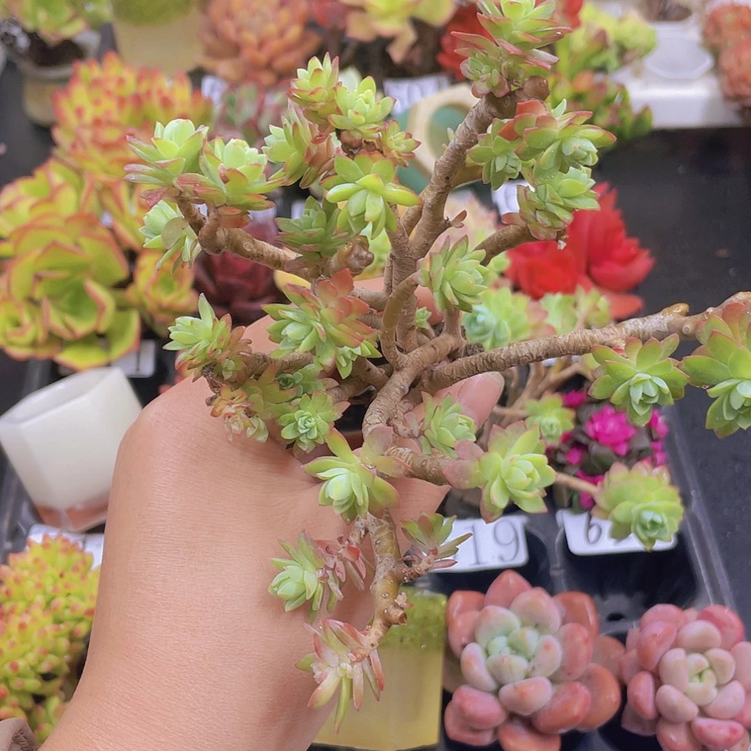 多肉无土栽培多肉植物