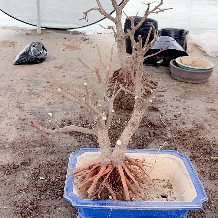 画***人无花朵枫树……枫树