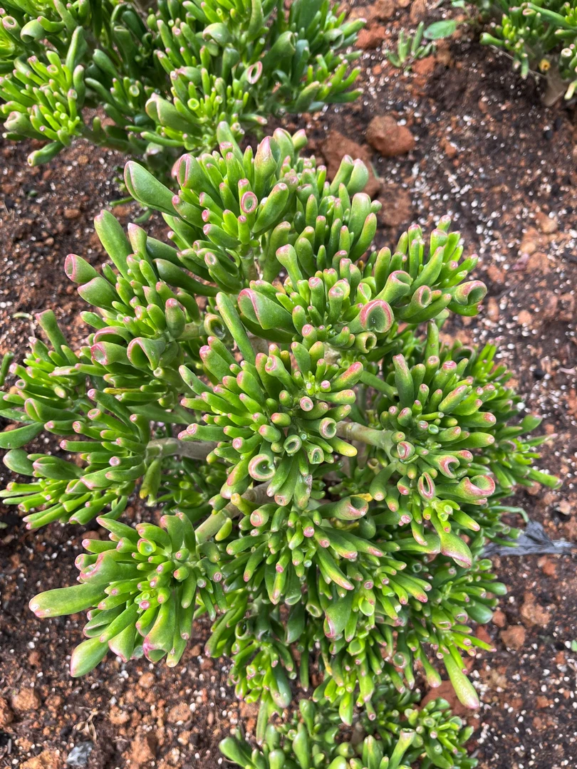 5年老桩吸财树  好看好养 多肉植物 云南昆明发货