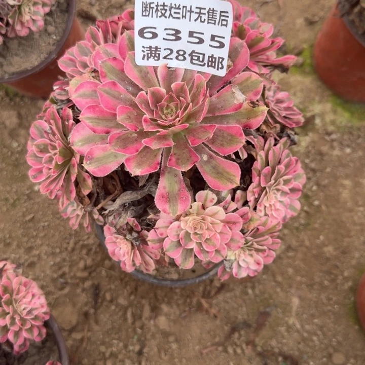 6355二号棚红铜壶L
