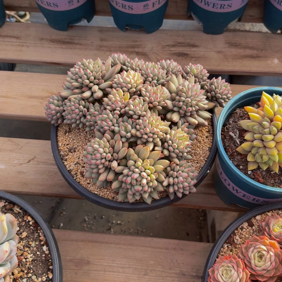 ****清11-140二代虞福利不包损