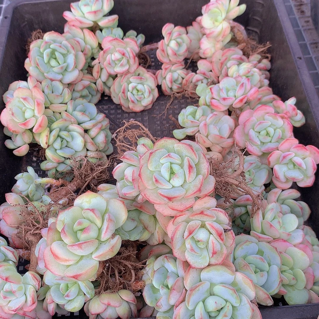 香草碧斯2456788899999999