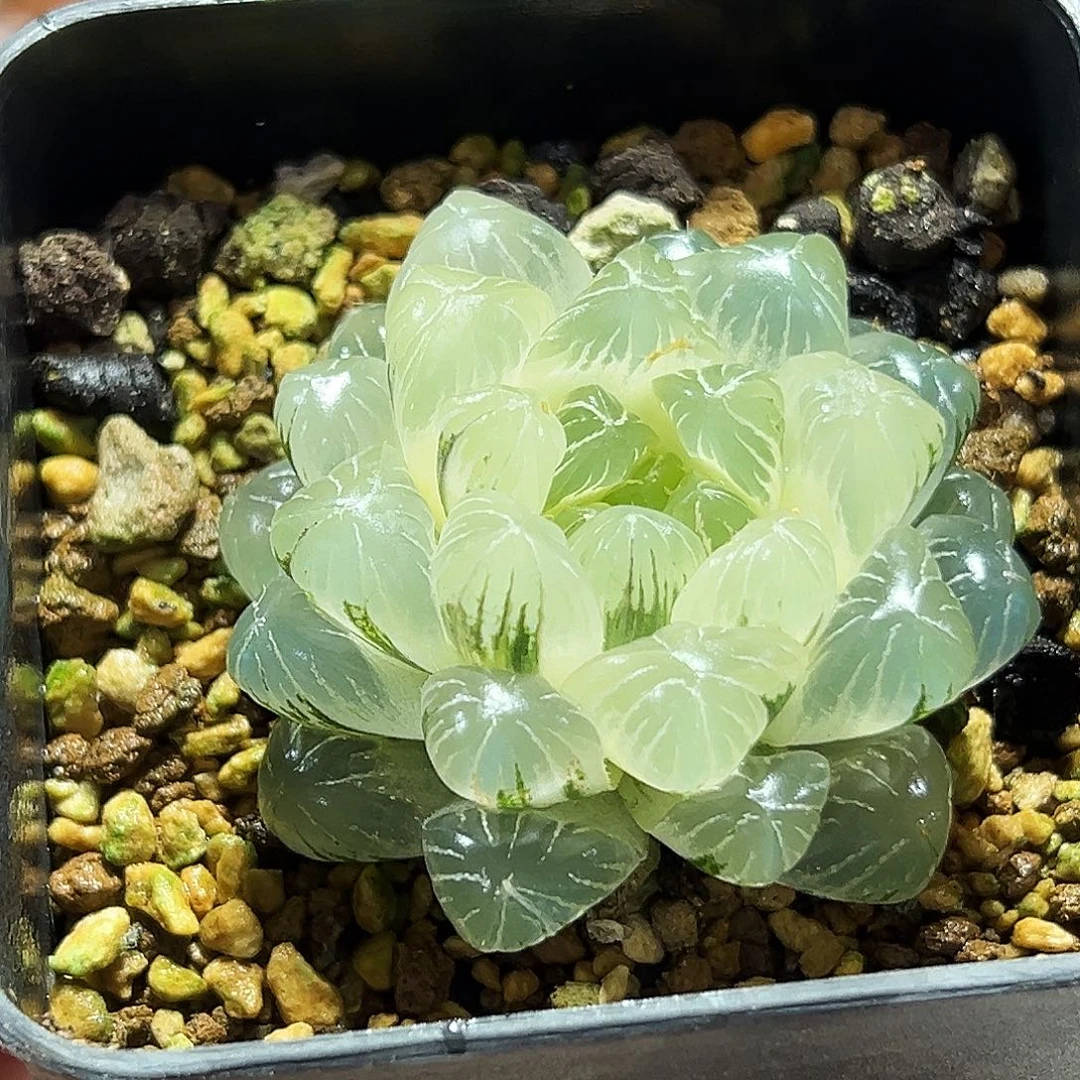 十二卷多肉实生玉露