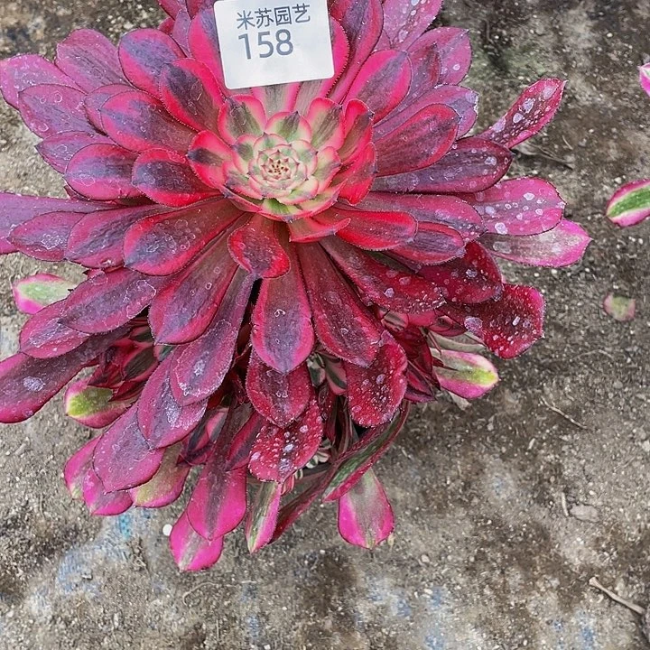 用****水158多肉植物的生长