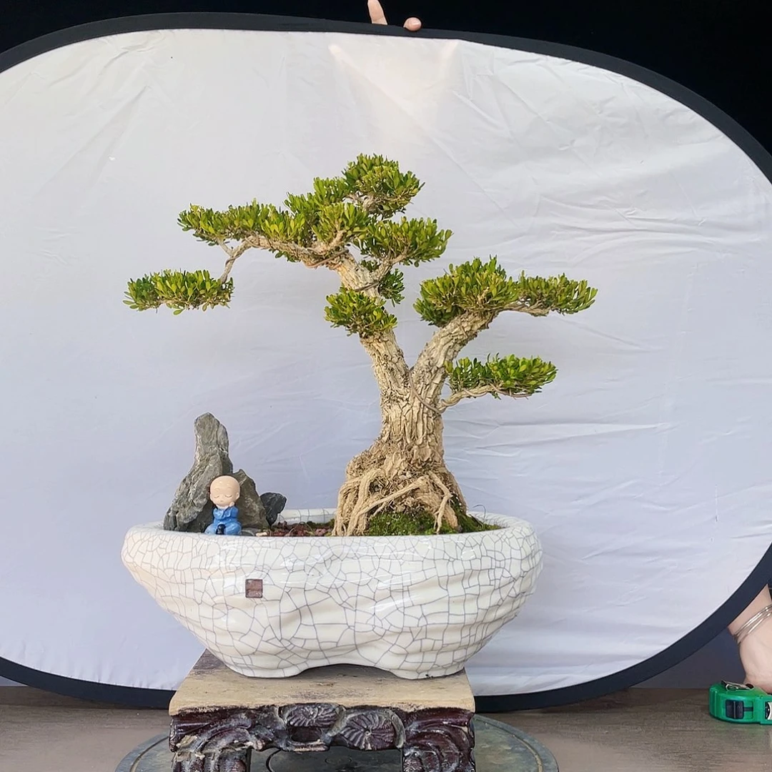 完全开放黄杨盆景四季常青