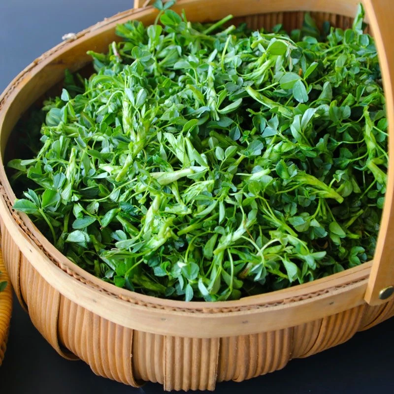 【助农蔬菜】苜蓿菜新鲜现摘