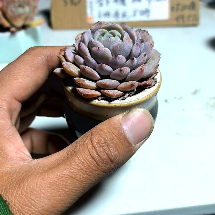 满6元包邮，恩宠俩颗