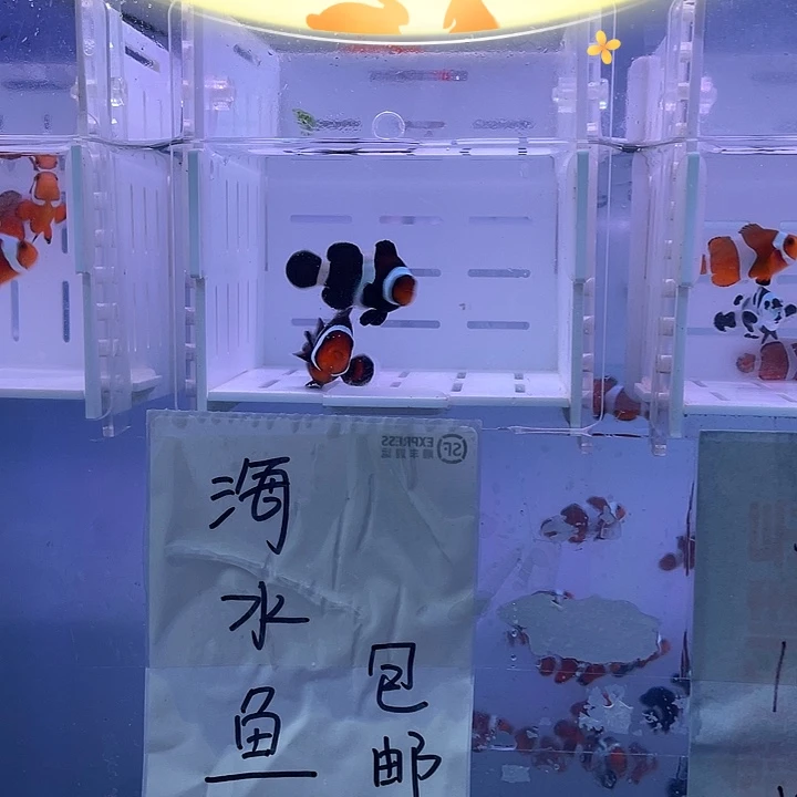 海水鱼海水小丑鱼3.5到5
