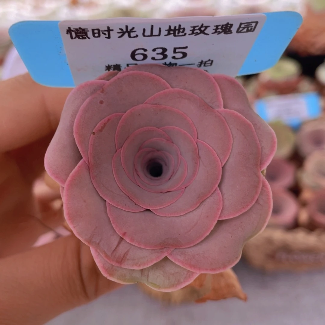 山地玫瑰635裸根发货不售后