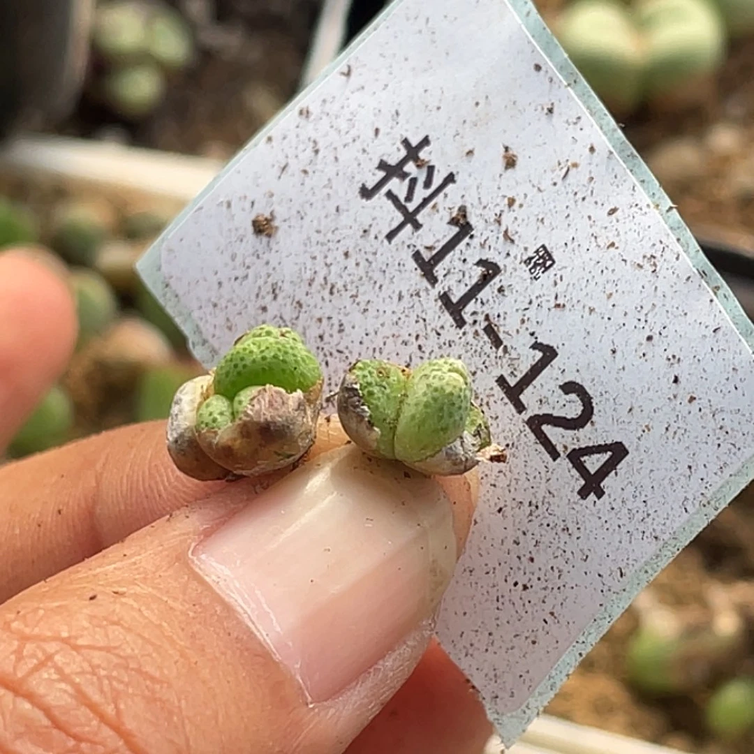 蘑*咕11-124肉锥多肉植物