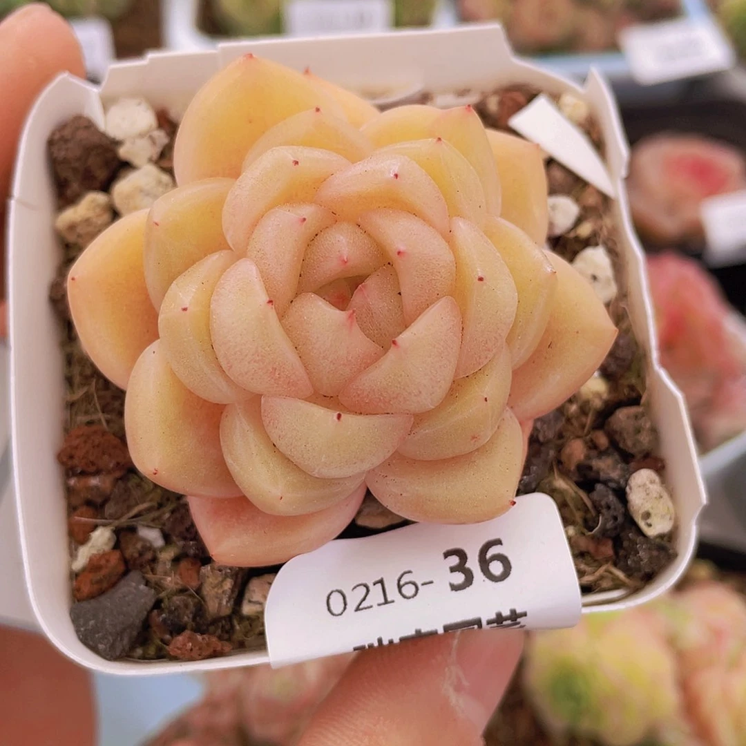 00000000000036量拍