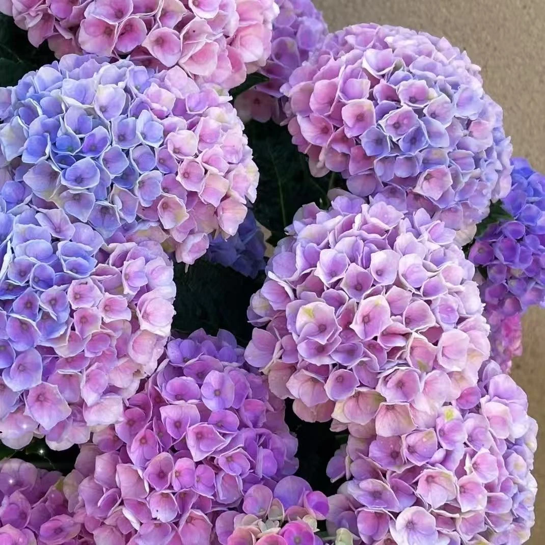 【魔幻革命5加仑】粉紫色绣球花 露天老桩 贵州基地包邮直发