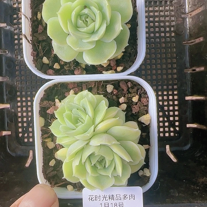 花时光精品多肉43