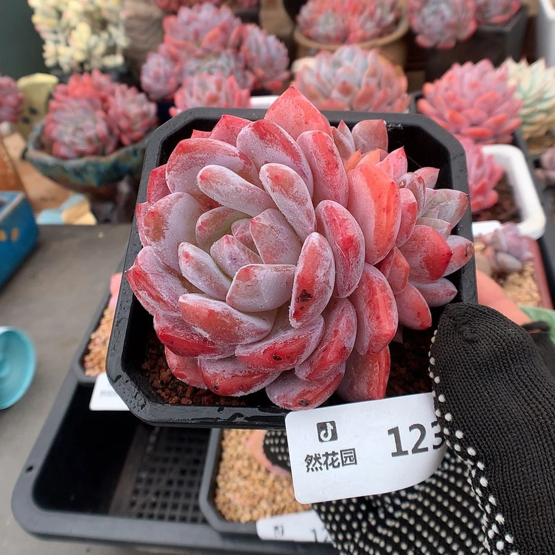 123雪天使多肉植物6666