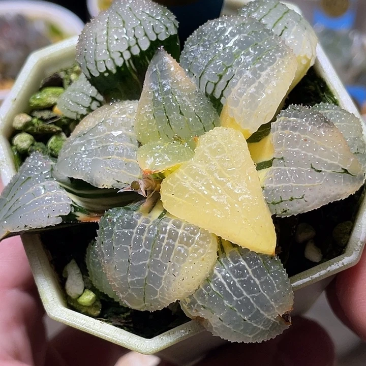 638天空之镜锦亚母本级