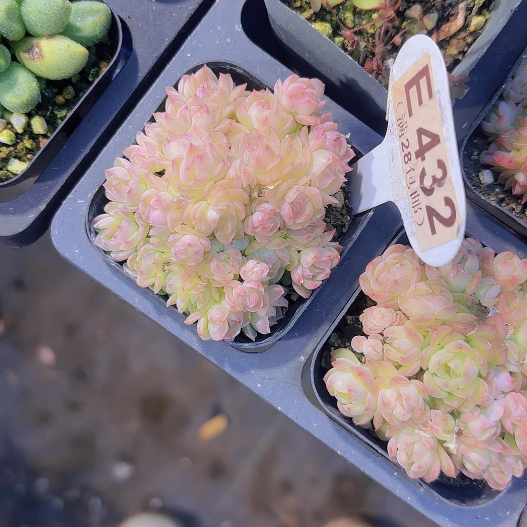 E432艾杜丽儿一物语拍