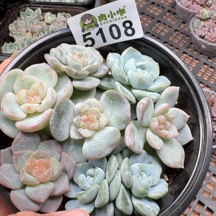 你***。多肉植物多肉植物