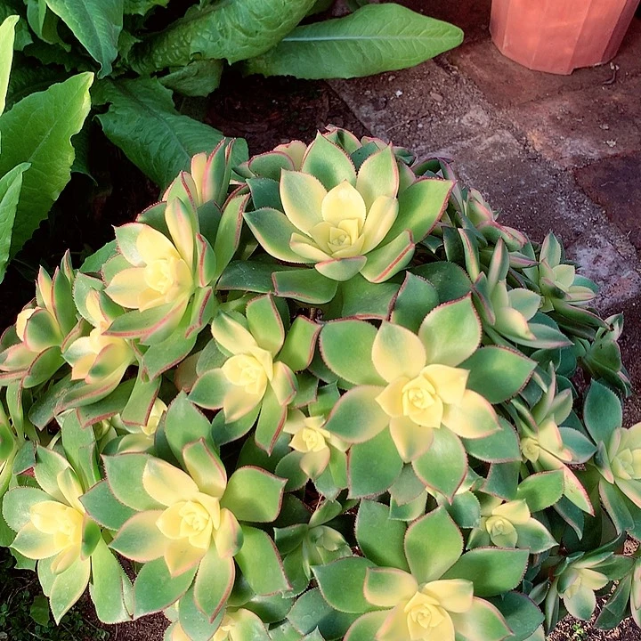 艳日辉，多肉植物