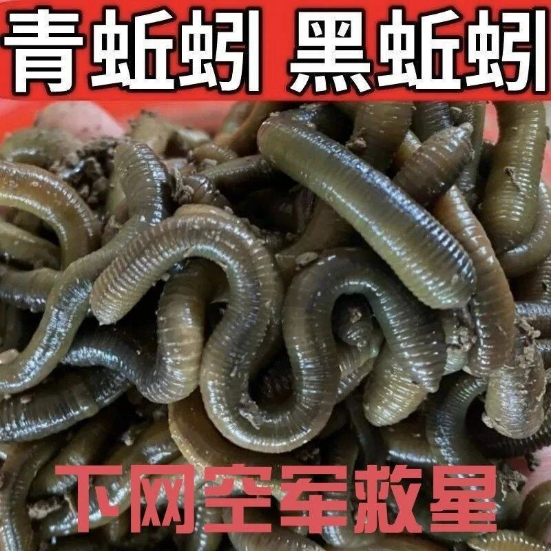 活体青蚯蚓钓黄鳝臭松土蚯蚓钓鱼活饵鲜活地笼专用诱饵