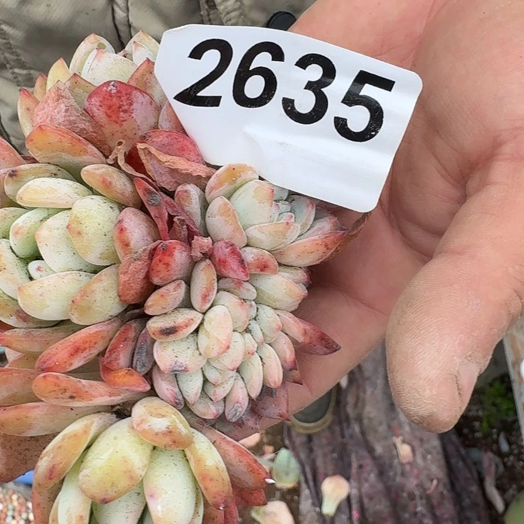 简**说23666899999999999