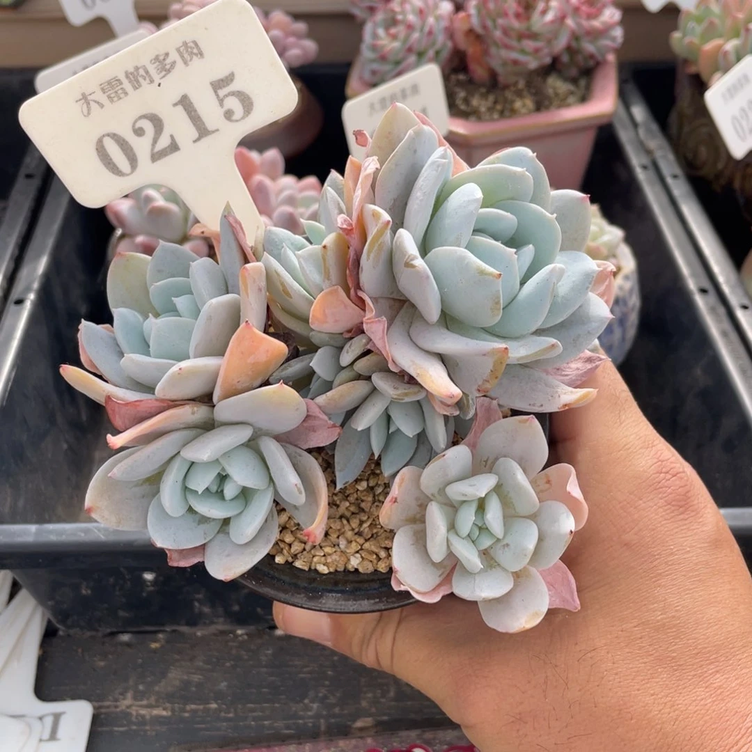 0215雪特不带盆12厘米