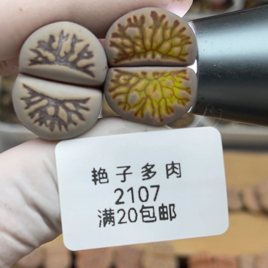 2107号一首两颗化石