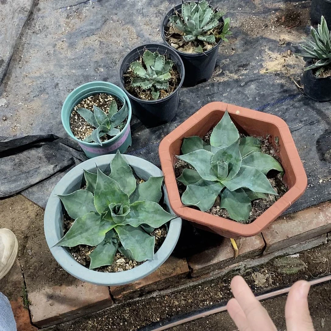 园叶鲸鱼舌冠幅25公分左右 微瑕 2颗随机发一颗