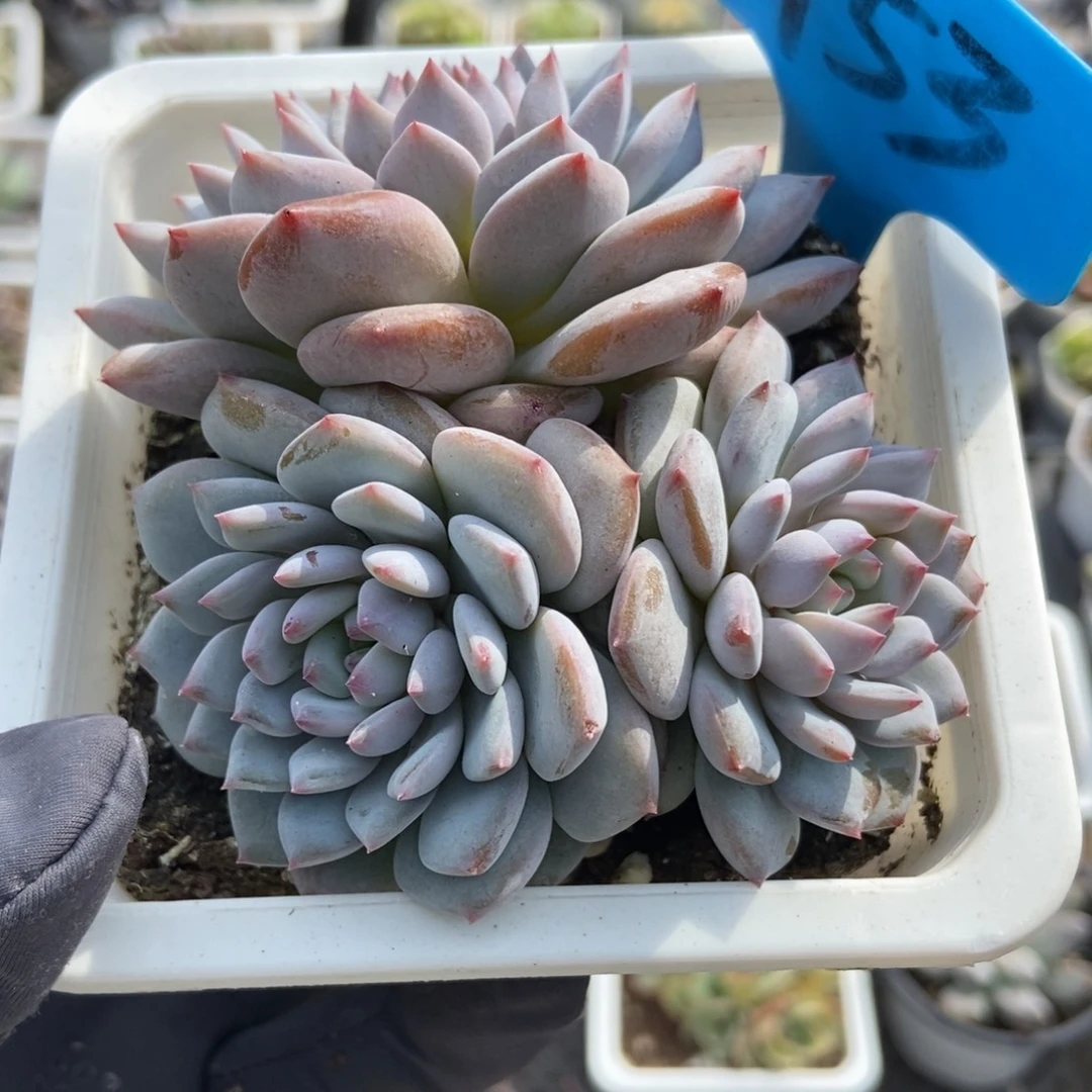 953玉芙蓉多肉植物