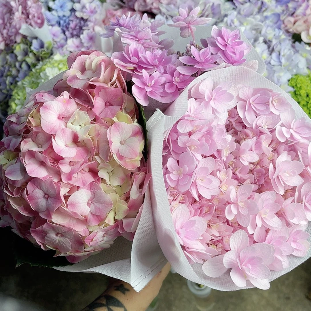 ****花完全开放稀有绣球花3号三枝