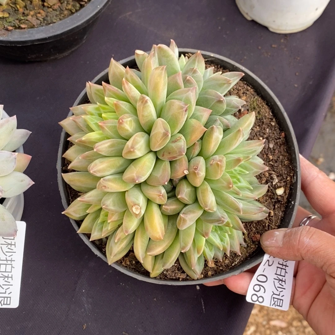 两单包邮1222-68幻影