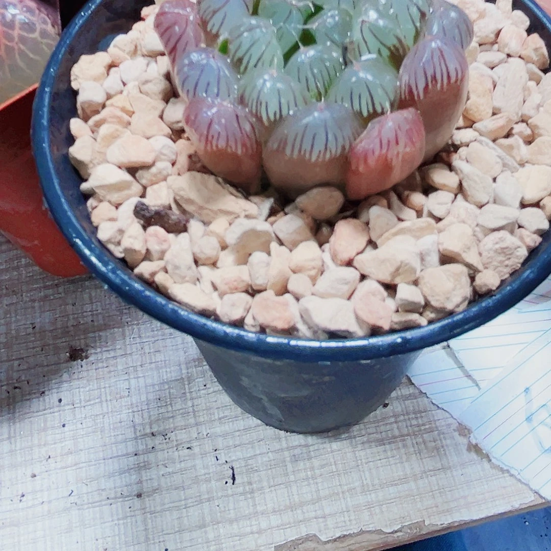 实生玉露多肉植物