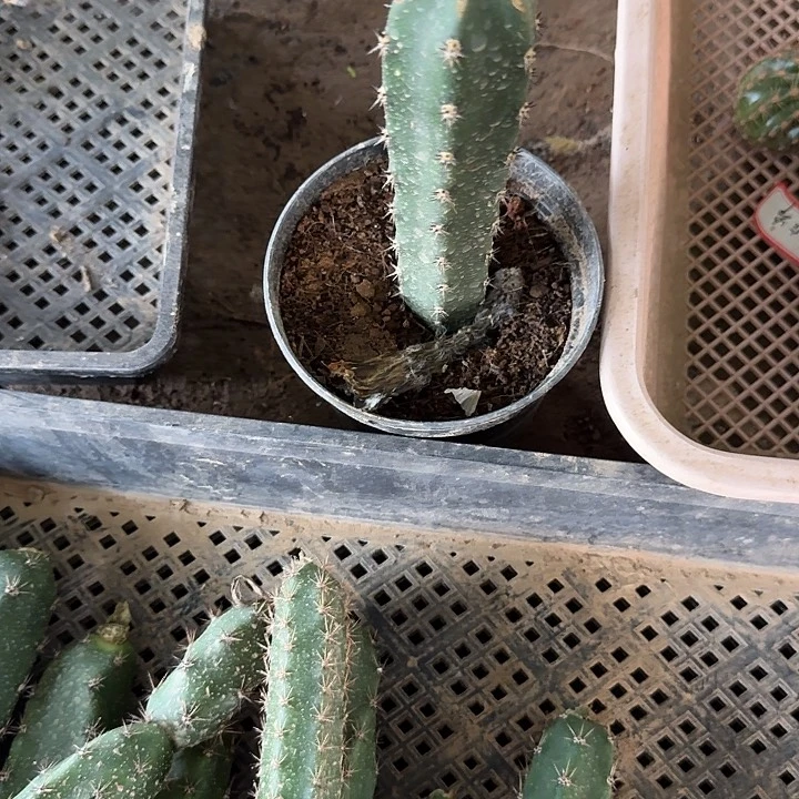 静***的袖蒲嫁接美杜莎一个