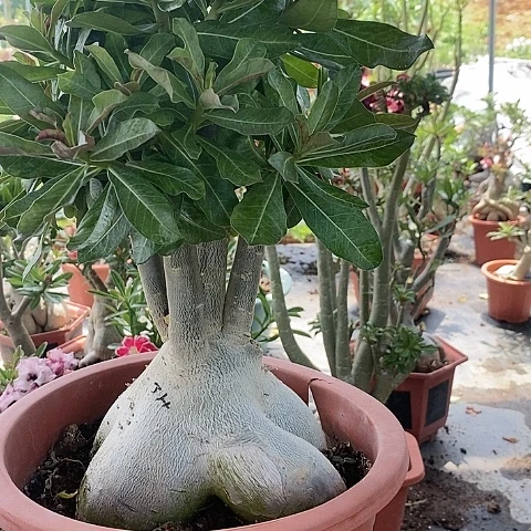 【闪购商品】无花朵x****o绿植