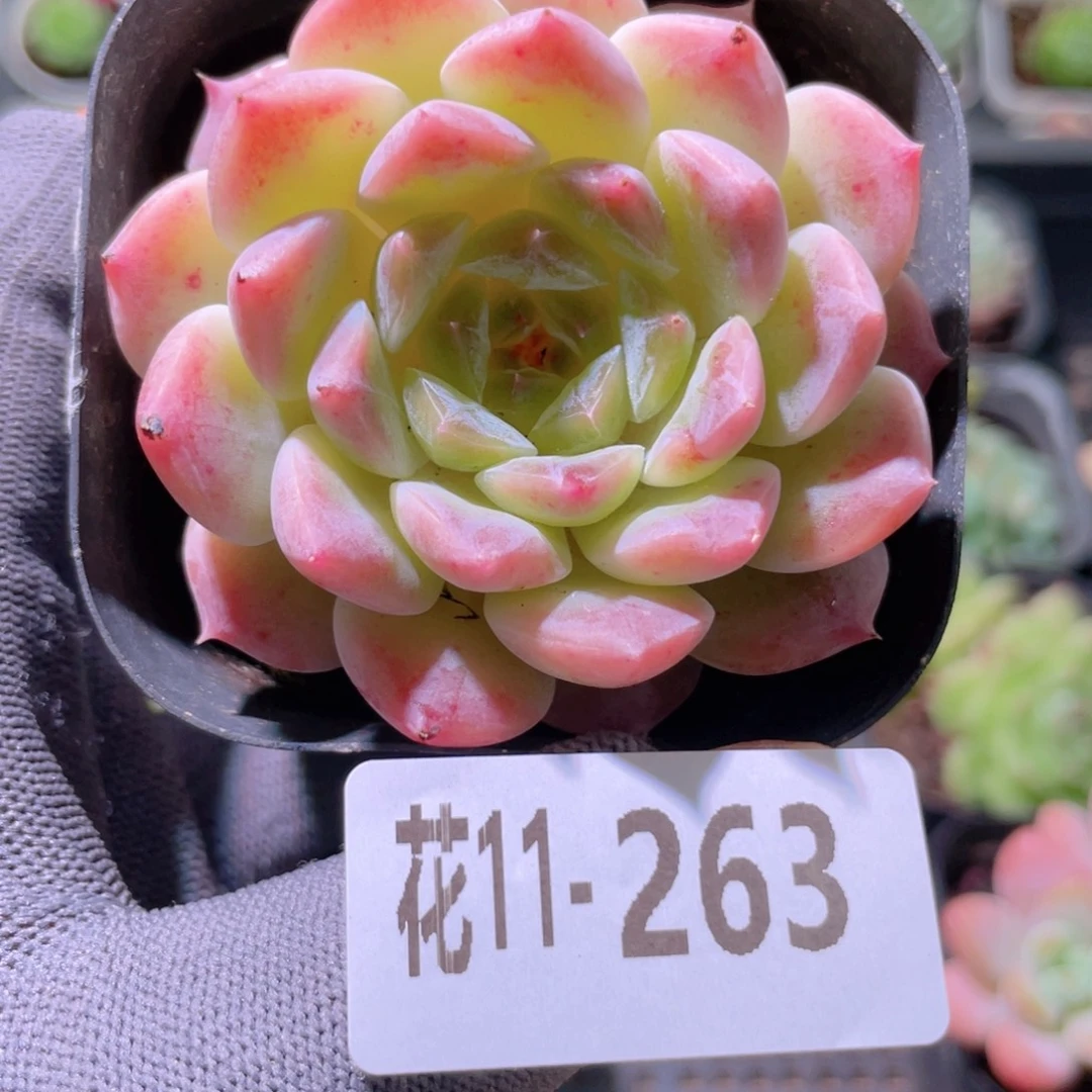 花利美11-263秘境冰魄