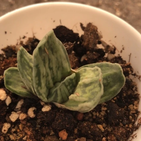 白鲸龙蜗牛脱盆发货哈哈