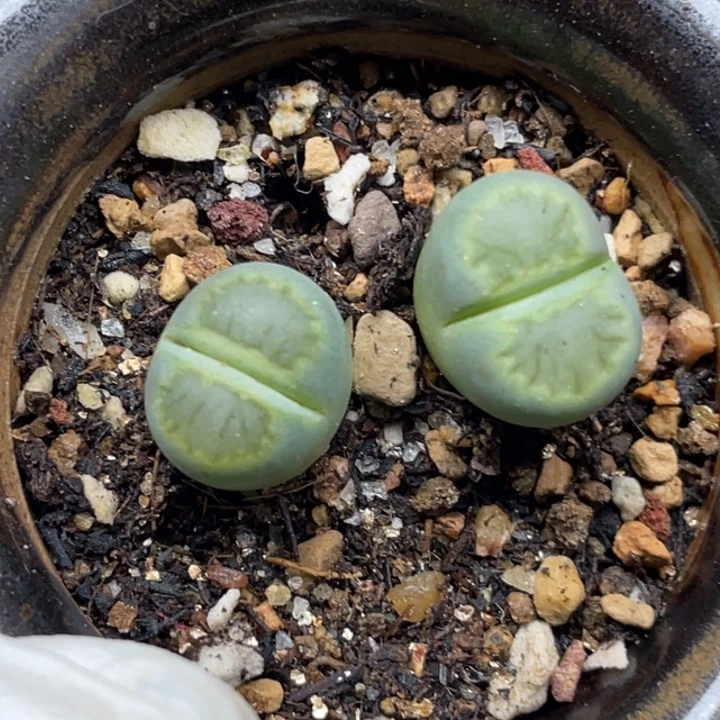 绿菊带盆lllllllll