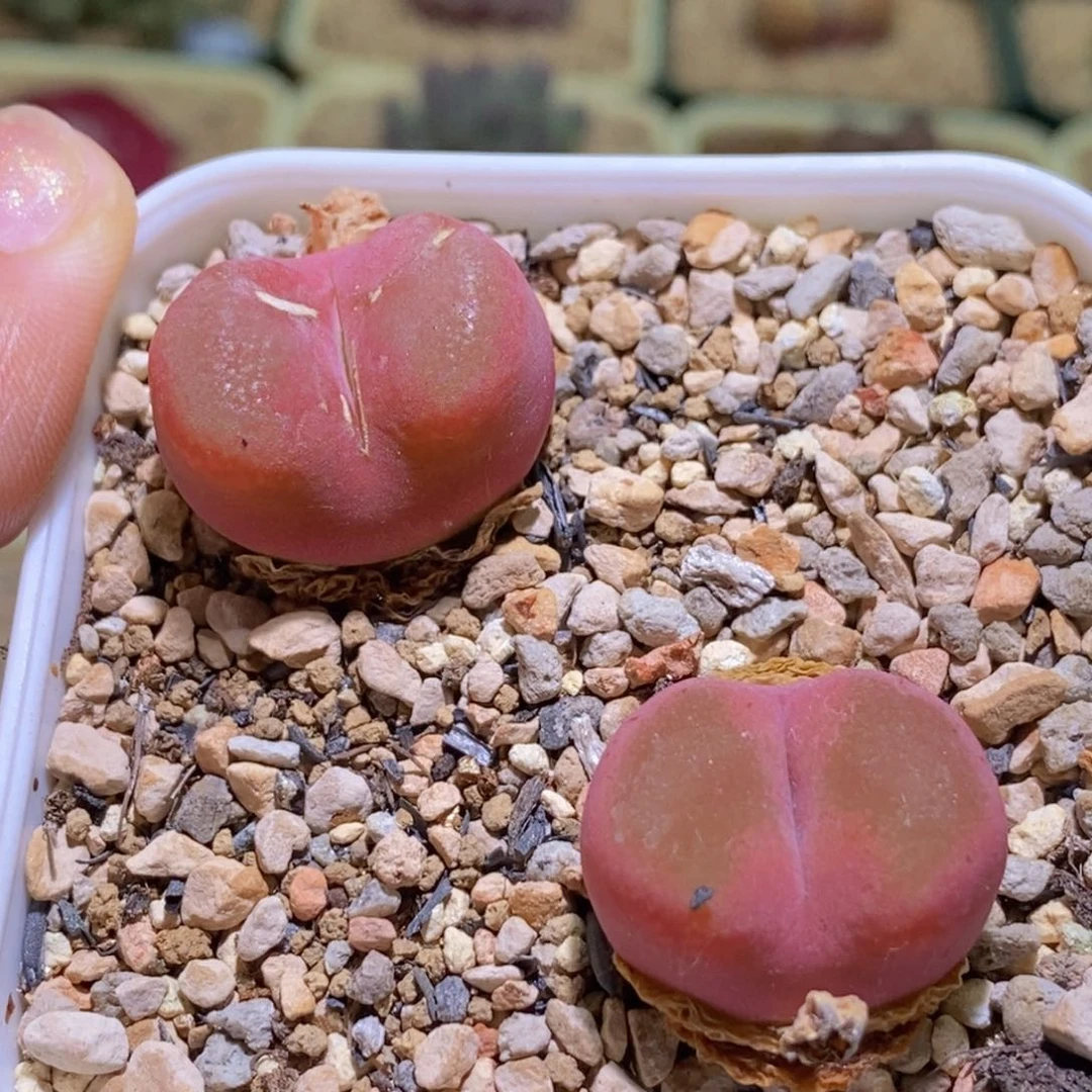 两颗带盆福利好看好看