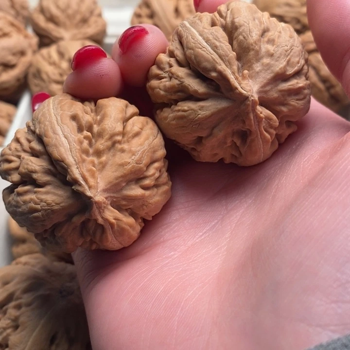 霸王龙全品无修一刀没动