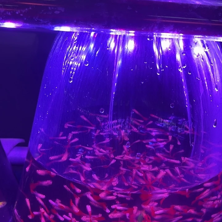 孔雀鱼包邮不包损练手红头1袋