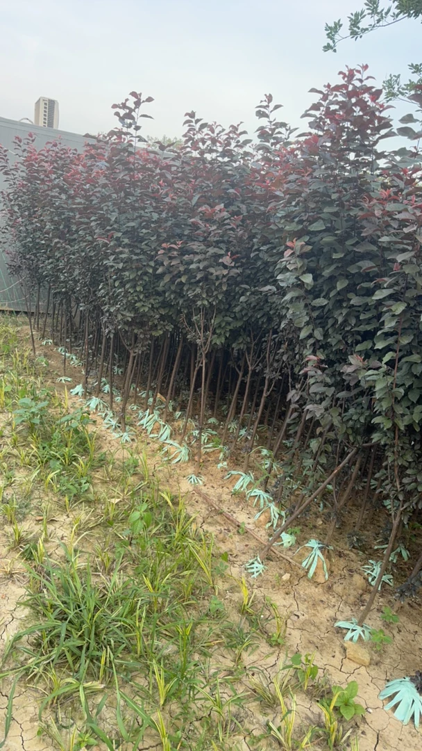 紫叶李苗耐寒速生适合庭院园林行道绿化风景树